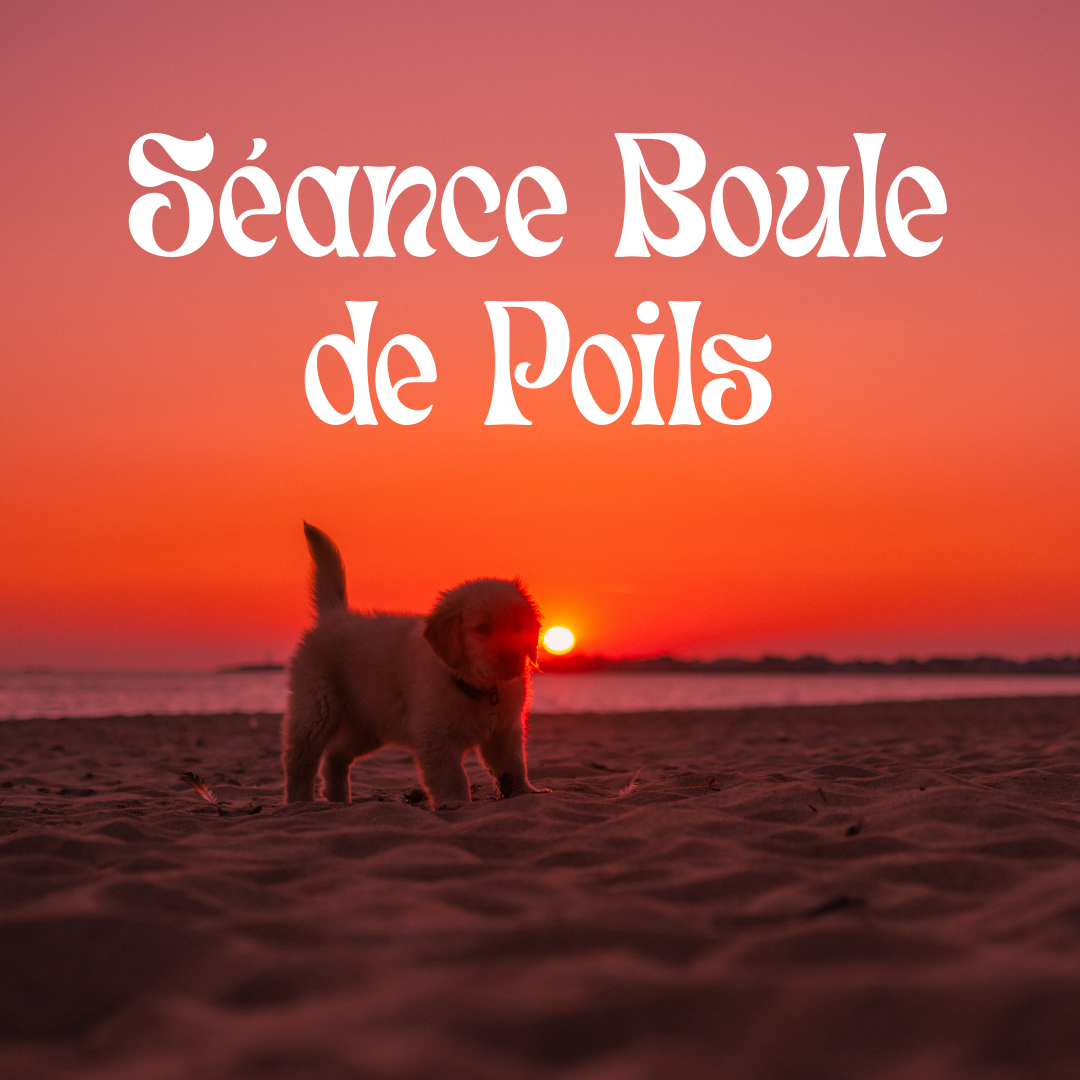 Séance Boule de Poils