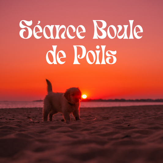 Séance Boule de Poils